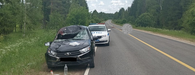 В Ивановской области водитель легковушки сбил выбежавшего лося
